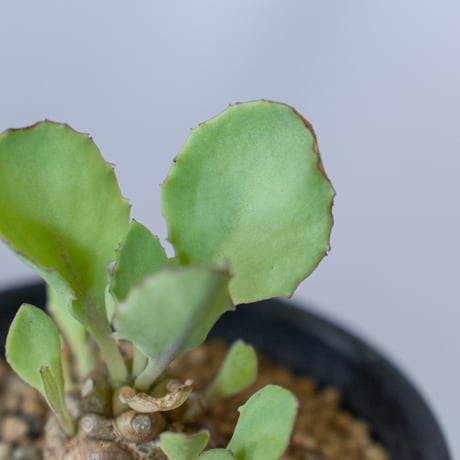 オトンナ ヘレー Othonna herrei 塊根植物 コーデックス 冬型 多肉植物 珍奇植物 静岡 ANTIDOTE 通販 S301
