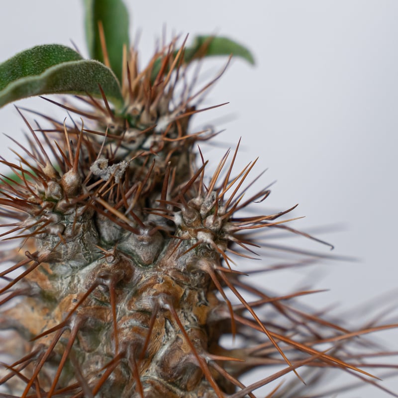 パキポディウム ナマクアナム 光堂 実生 実生 Pachypodium namaquanum