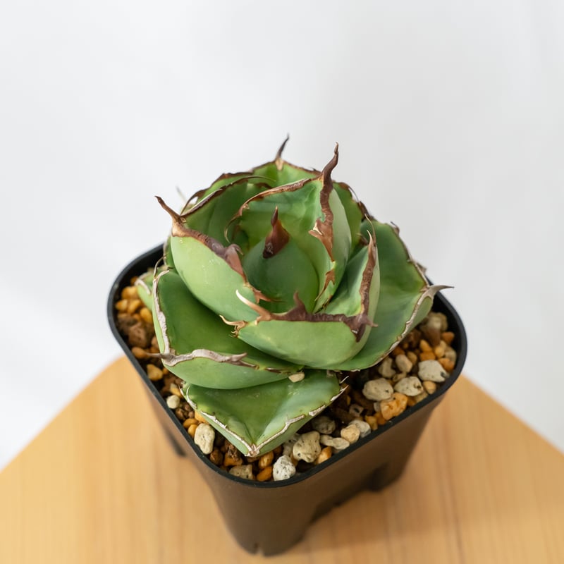 アガベ　ジャガーノート純血　鉢付 アガベ チタノタ ジャガーノート 純血 / Agave titanota