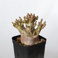アデニウム アラビカム ブラックスキン Adenium Arabicum Black Skin 塊根植物 コーデックス 珍奇植物 多肉植物 静岡 ANTIDOTE 通販 S1510