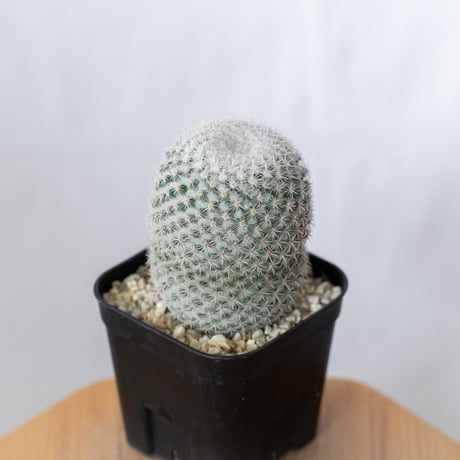 マミラリア 希望丸 実生 Mammillaria albilanata サボテン 多肉植物 珍奇植物 静岡 ANTIDOTE 通販 S1491