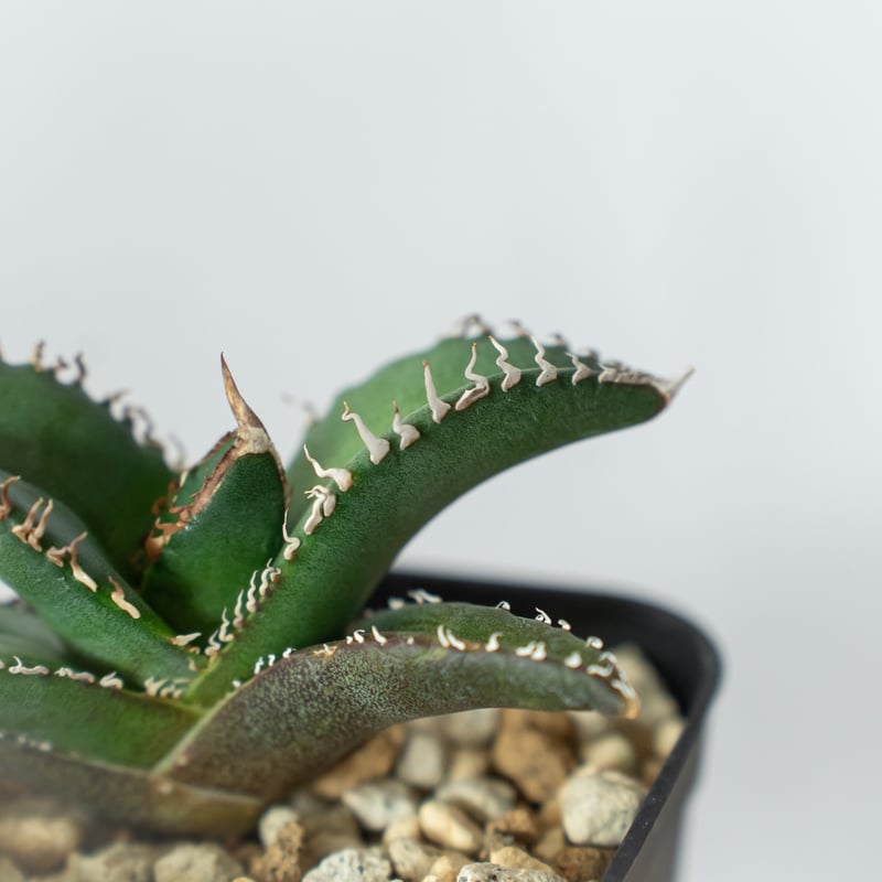 アガベ チタノタ 悪魔くん【発根管理中】TC株 Agave titanota
