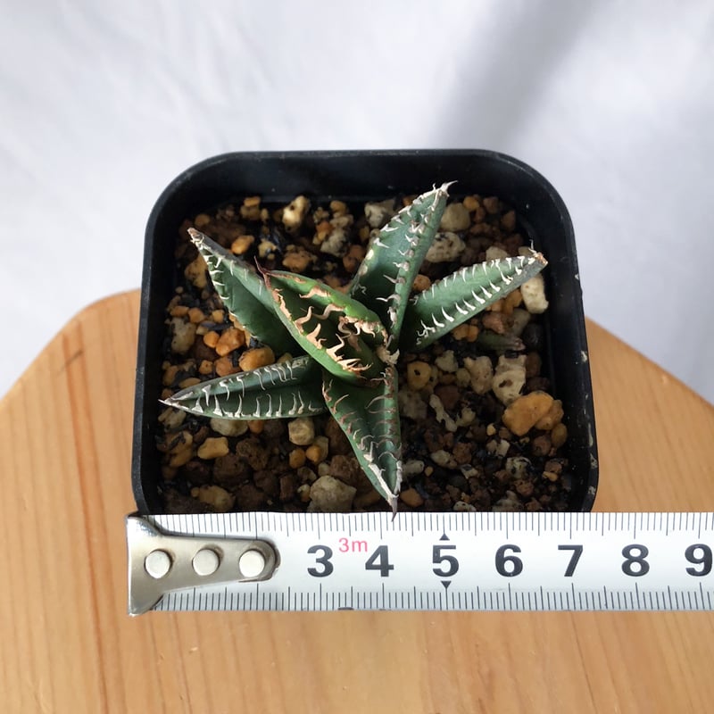 アガベ チタノタ 鬣蜥 Liexi イグアナ【発根管理中】TC株 Agave titanot