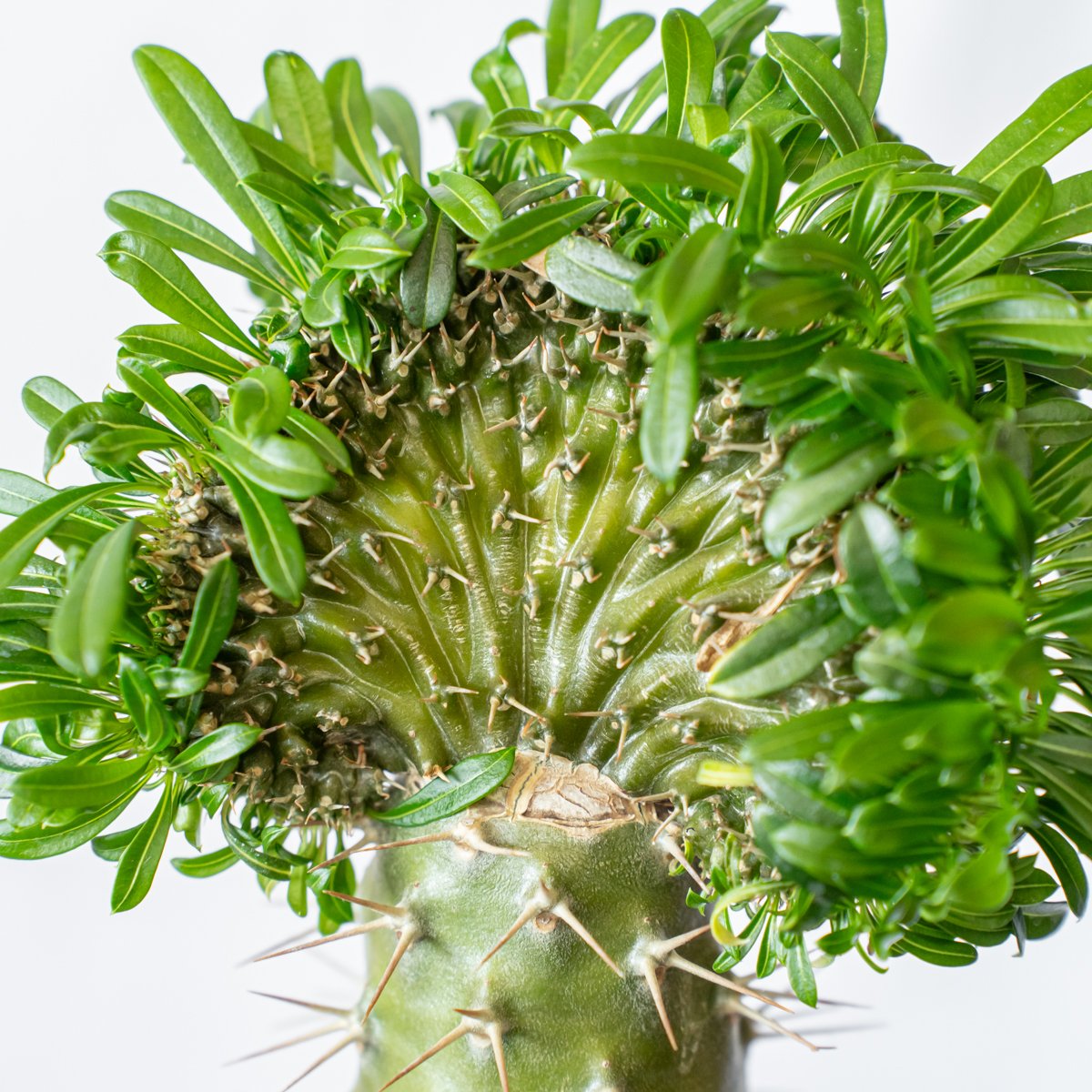 パキポディウム ラメリー 綴化 接木 美株 Pachypodium lamerei f. cr