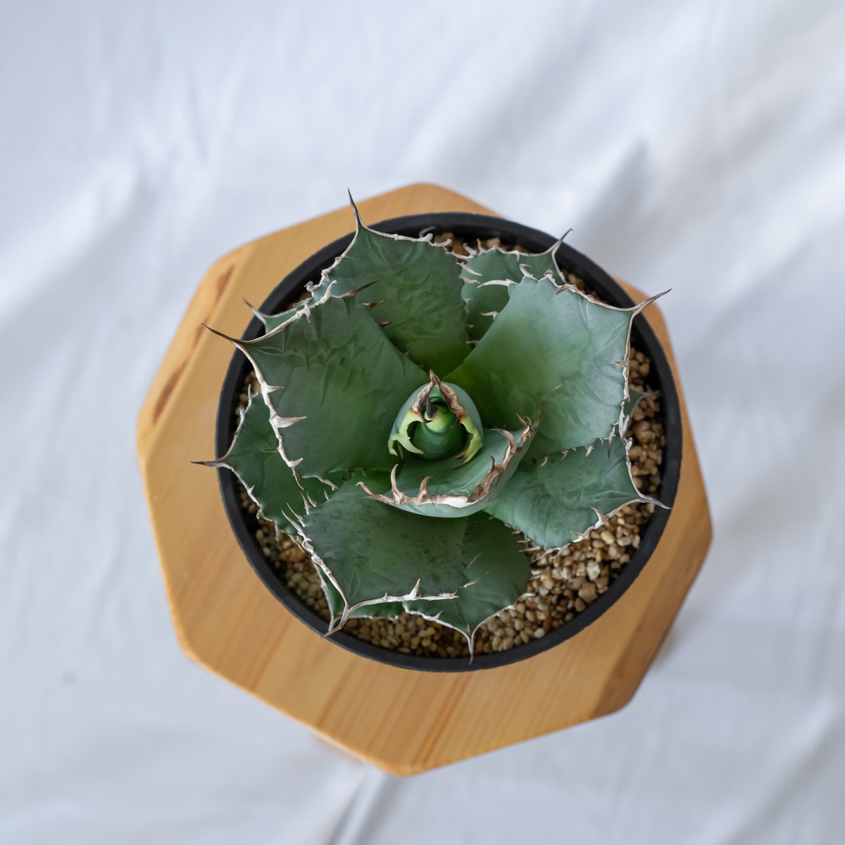 アガベ チタノタ 南覇王 Agave titanota Minami Haou 多肉植物