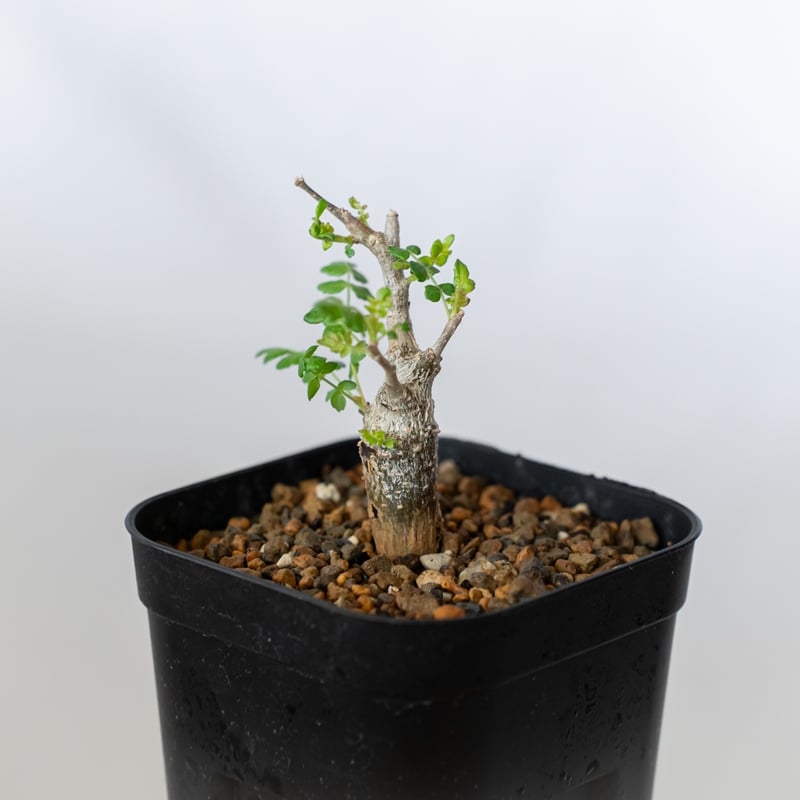 ボスウェリア ネグレクタ 実生 Boswellia neglecta 多肉植物 珍奇植物
