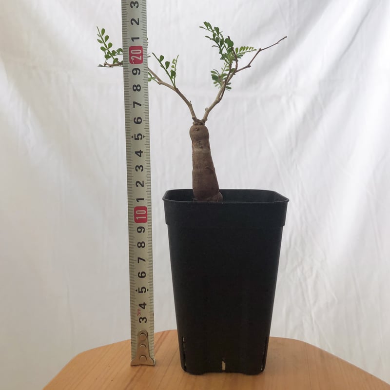 オペルクリカリア パキプス 根挿し Operculicarya pachypus 塊根植物 多