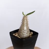 パキポディウム グラキリス 実生 pachypodhium Gracilius 塊根植物 コーデックス 多肉植物 珍奇植物 静岡 ANTIDOTE 通販 S1261
