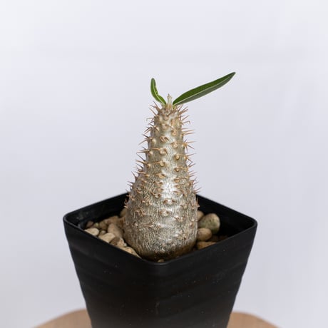 パキポディウム グラキリス 実生 pachypodhium Gracilius 塊根植物 コーデックス 多肉植物 珍奇植物 静岡 ANTIDOTE 通販 S1261