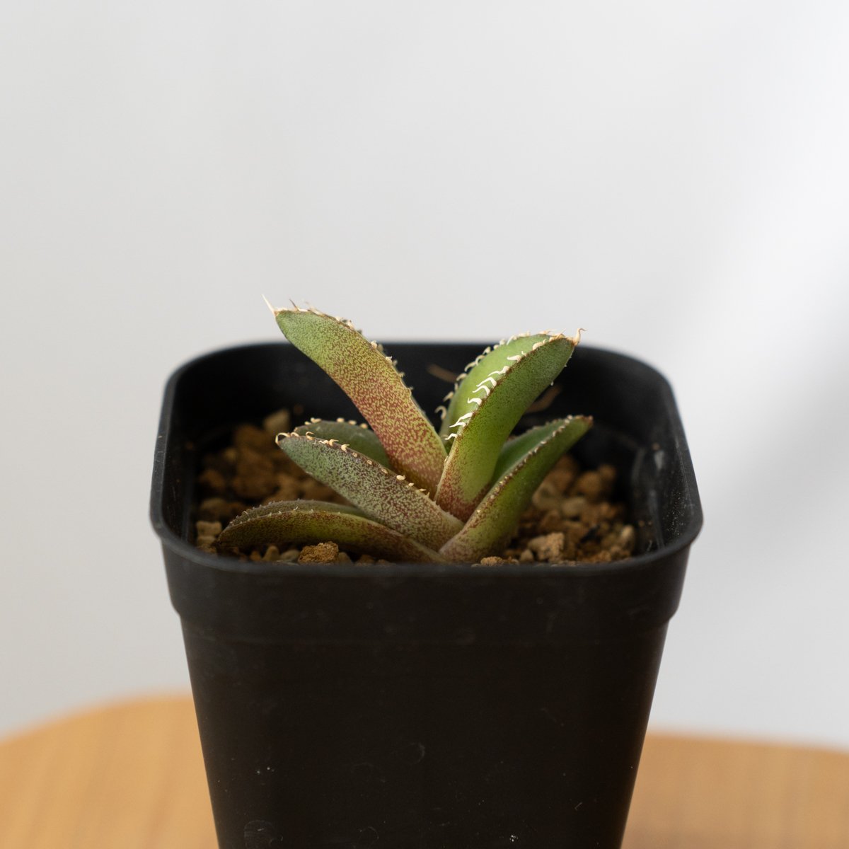 アガベ チタノタ 白豪刺【発根管理中】 Agave titanota TC株 多肉植物