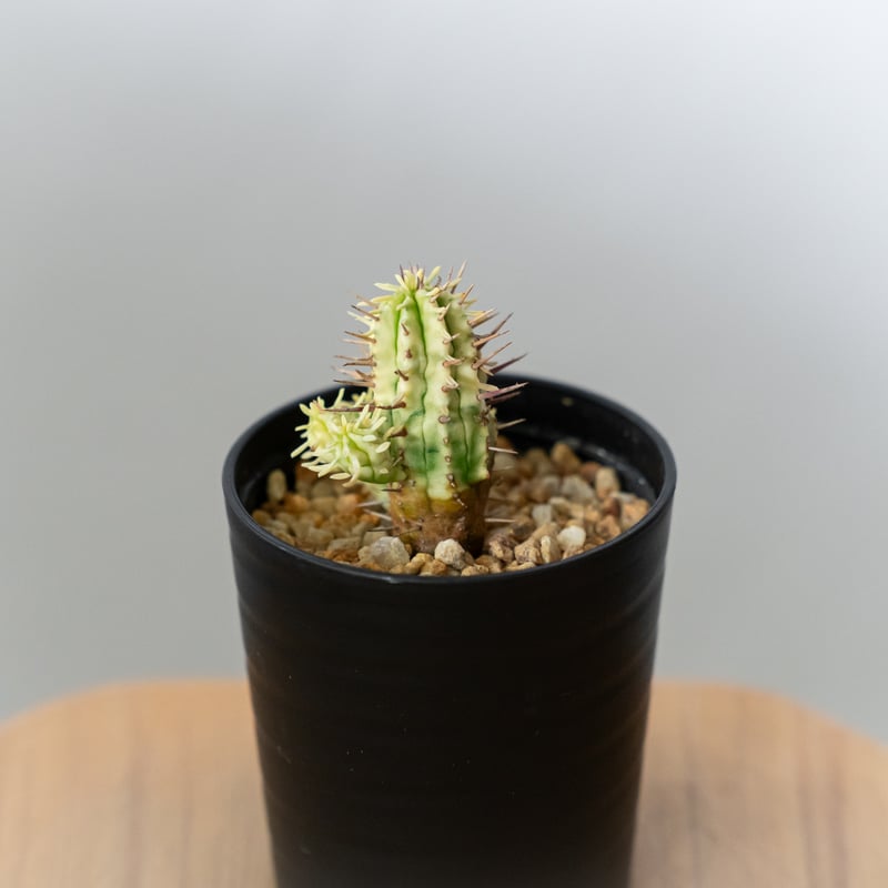 ユーフォルビア 紅彩閣錦 エノプラ 斑入り Euphorbia enopla 塊根植物