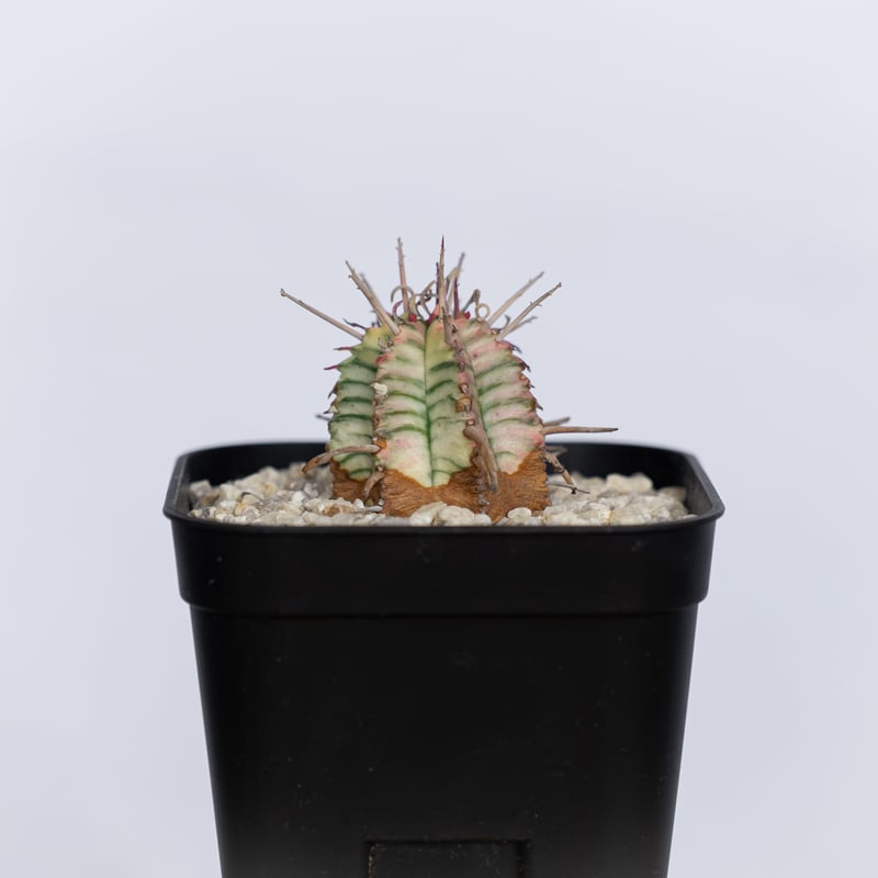 ユーフォルビア メロフォルミス錦 Euphorbia meloformis 多肉植物 珍奇