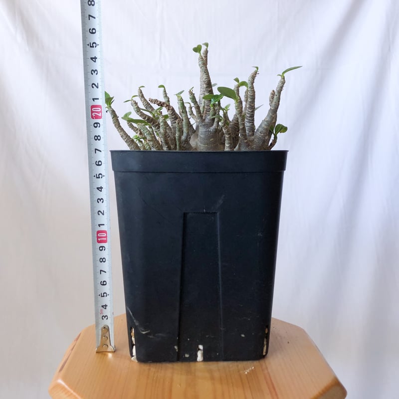 アデニウム ブラックスキン アラビカム 大株 Adenium Arabicum Black S