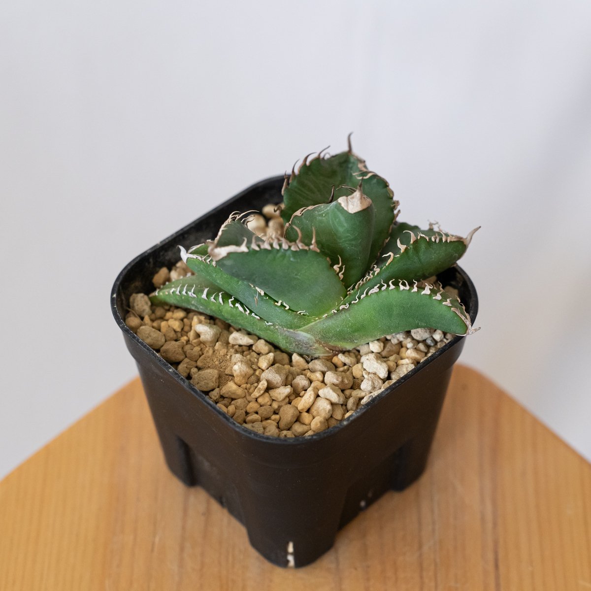 アガベ チタノタ 悪魔くん【発根管理中】TC株 Agave titanota