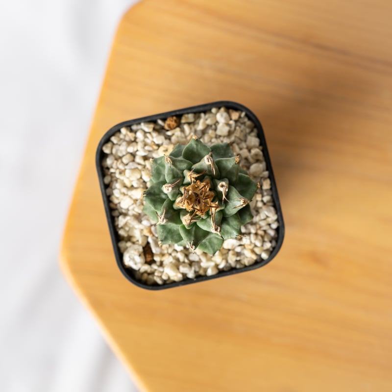 ツルビニカルプス アロンソイ 実生 Turbinicarpus alonsoi サボテン