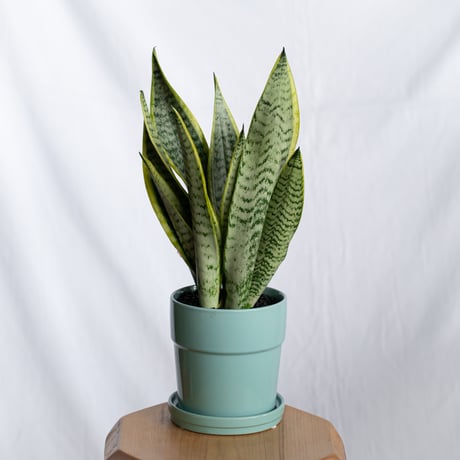 サンスベリア ローレンティー トラノオ 鉢セット Sansevieria trifasciata Laurentii  観葉植物 多肉植物 インテリアグリーン 静岡 ANTIDOTE 通販 S1299