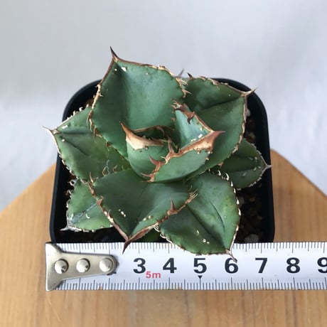 アガベ チタノタ 鰐亀 ワニガメ【発根管理中】TC株 Agave titanota alligator snapper 多肉植物 珍奇植物 静岡 ANTIDOTE 通販 S1444
