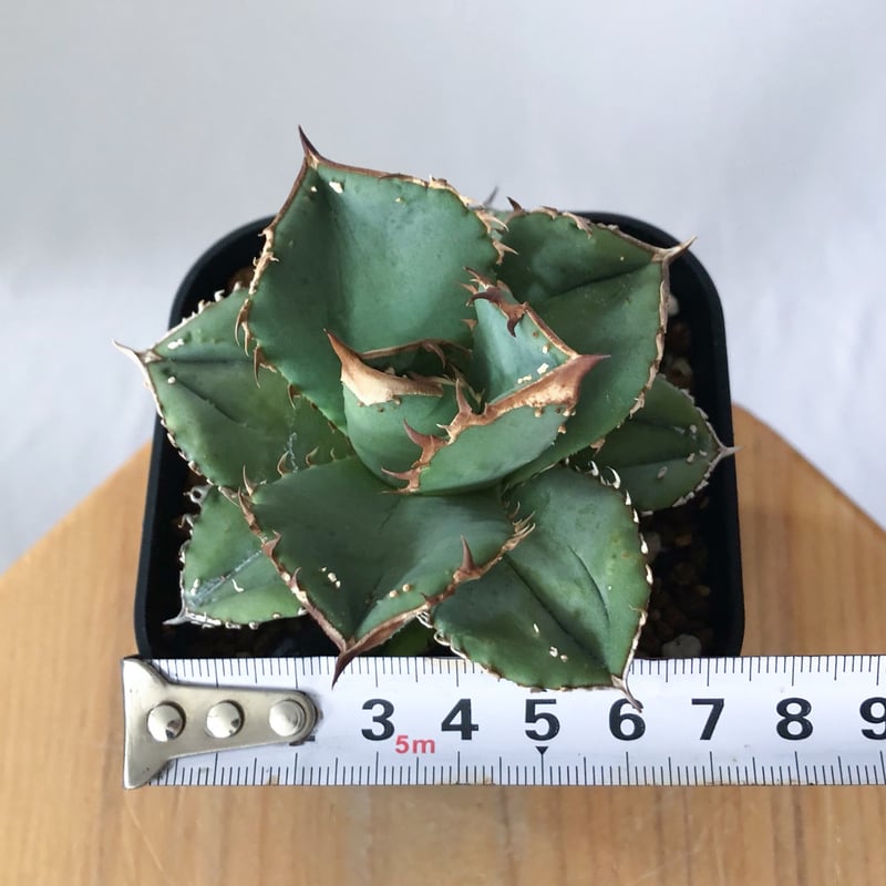 アガベ チタノタ 鰐亀 ワニガメ【発根管理中】TC株 Agave titanota