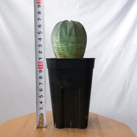 ユーフォルビア オベサ 実生 Euphorbia obesa 多肉植物 珍奇植物 静岡 ANTIDOTE 通販 S1431