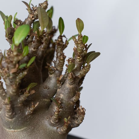 アデニウム アラビカム ブラックスキン Adenium Arabicum Black Skin 塊根植物 コーデックス 珍奇植物 多肉植物 静岡 ANTIDOTE 通販 S1427