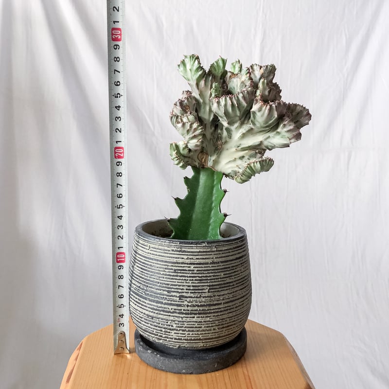 ユーフォルビア マハラジャ Euphorbia lactea 鉢セット 塊根植物 多肉