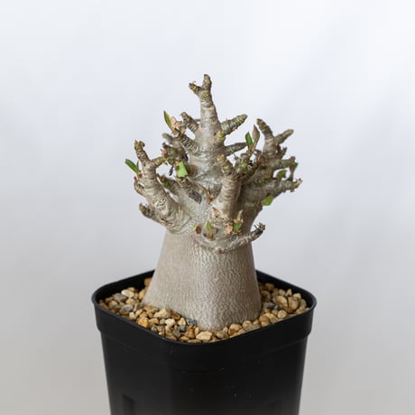パキポディウム ブレビカウレ 恵比寿笑い 実生 Pachypodium brevicaule 塊根植物 コーデックス 多肉植物 珍奇植物 静岡 ANTIDOTE 通販 S1350