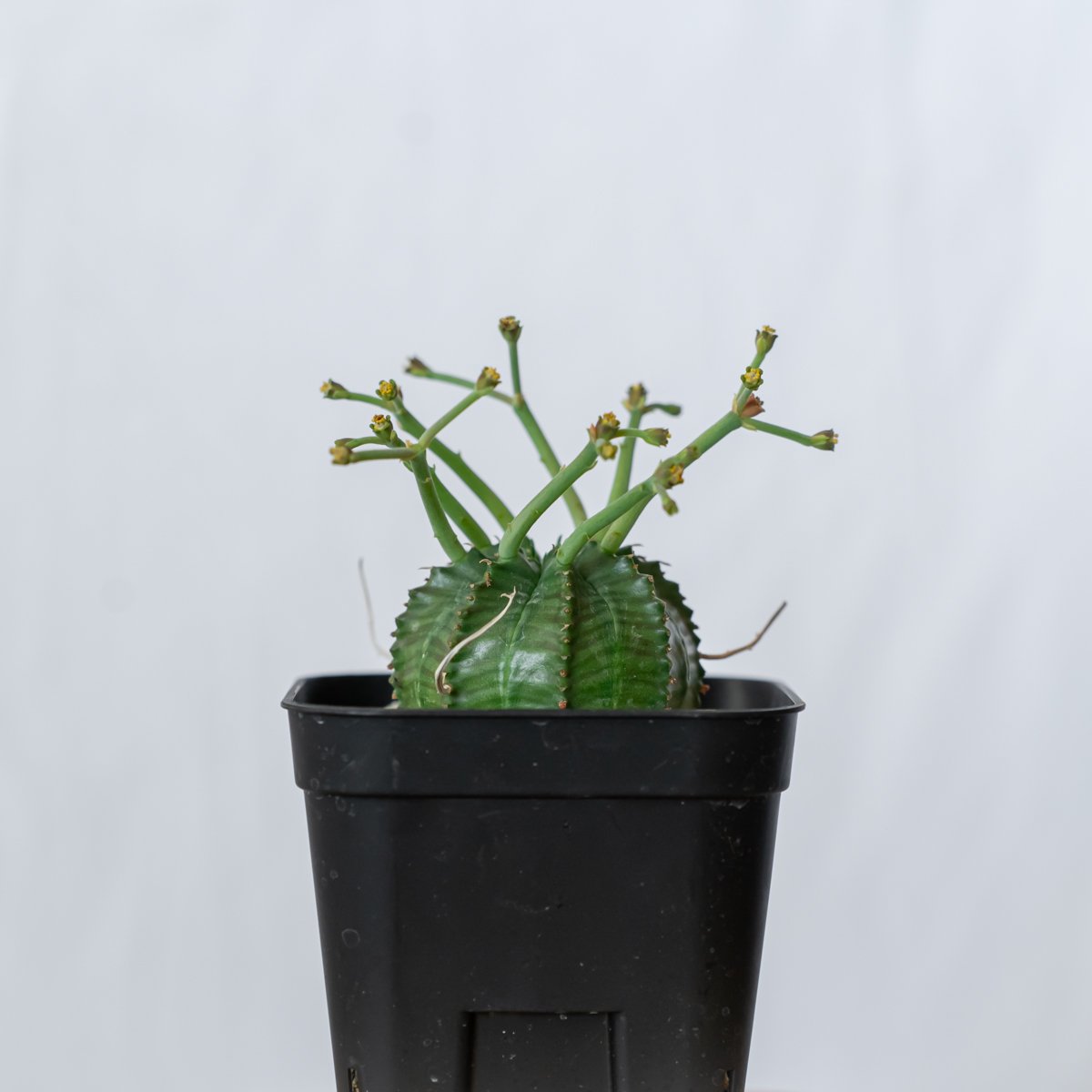 ユーフォルビア スーパーバリダ 実生 雄株 Euphorbia super valida 多肉