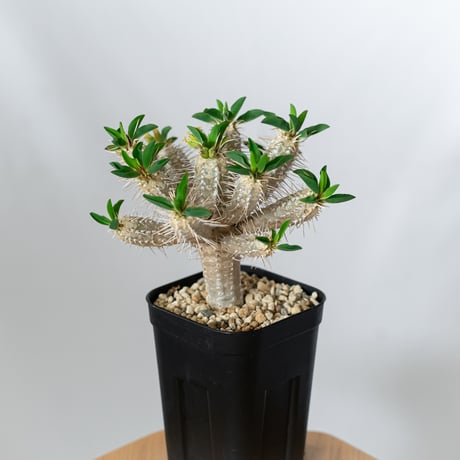 ユーフォルビア ギラウミニアナ 実生 Euphorbia guillauminiana 多肉植物 珍奇植物 ANTIDOTE 静岡 通販 S1456