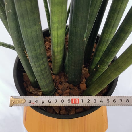 サンスベリア スタッキー Sansevieria stuckyi  観葉植物 多肉植物 インテリアグリーン 静岡 ANTIDOTE 通販 S1176