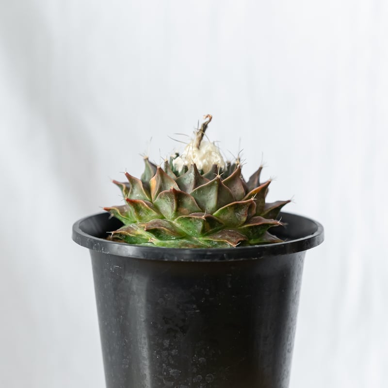オブレゴニア デニグリー 帝冠錦 実生 美株 斑入り Obregonia denegrii
