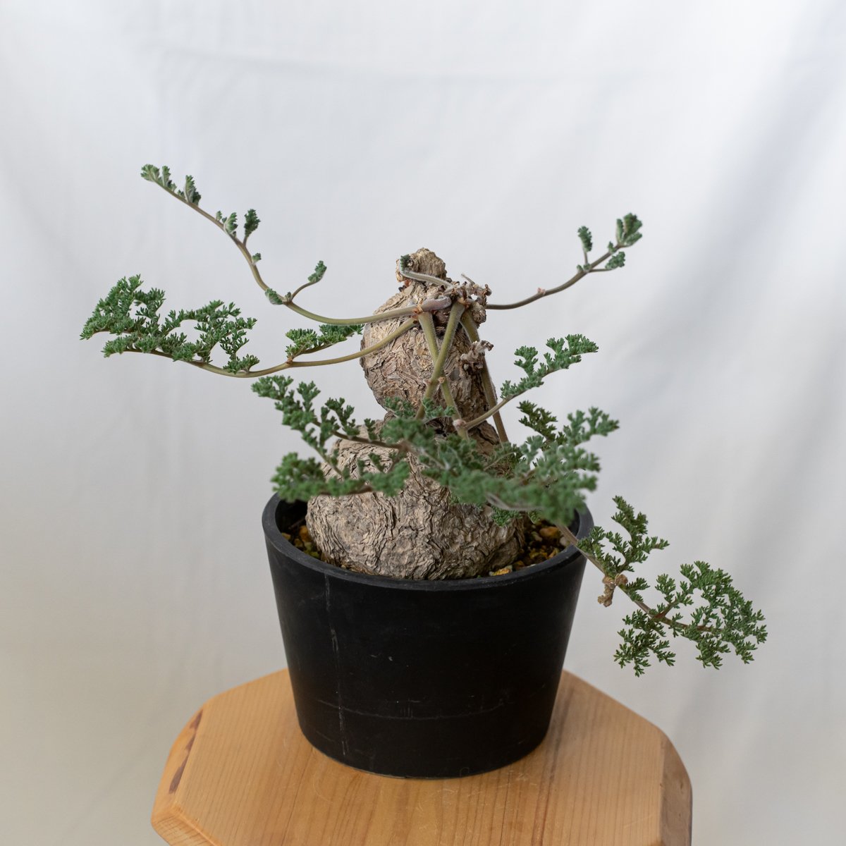ペラルゴニウム トリステ 大株 美株 Pelargonium triste 多肉植物 珍奇