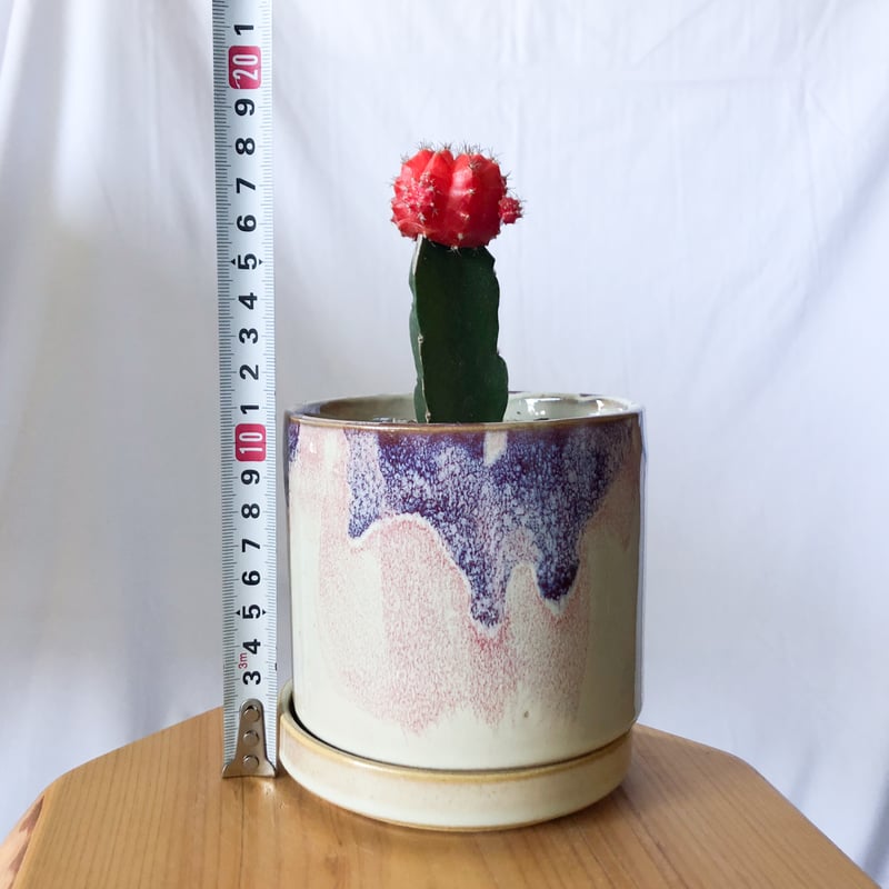 ギムノカリキウム　ホセイ　2産地セット ギムノカリキウム：カイオウマル（海王丸）2.5号 の通販 | 園芸