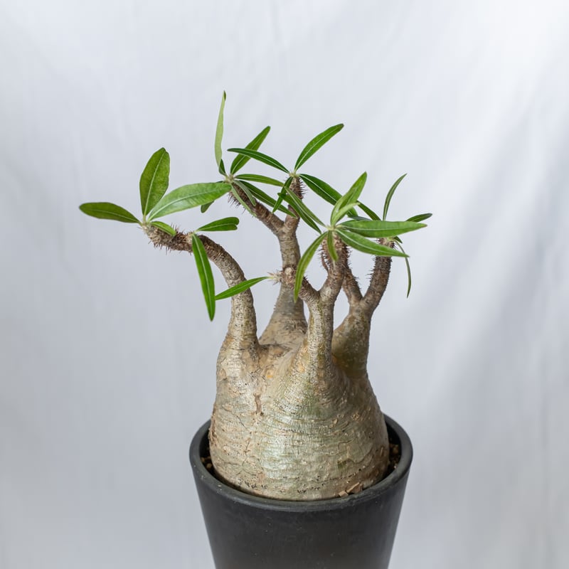 パキポディウム グラキリス 大株 pachypodhium Gracilius 塊根植物 コー