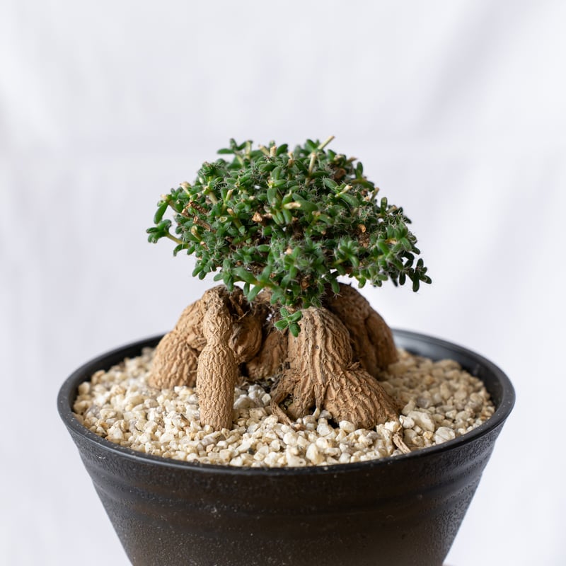 トリコディアデマ ブルボスム 姫紅子松 Trichodiadema bulbosum 盆栽 塊