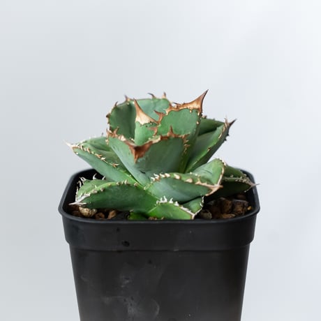 アガベ チタノタ 鰐亀 ワニガメ【発根管理中】TC株 Agave titanota alligator snapper 多肉植物 珍奇植物 静岡 ANTIDOTE 通販 S1444
