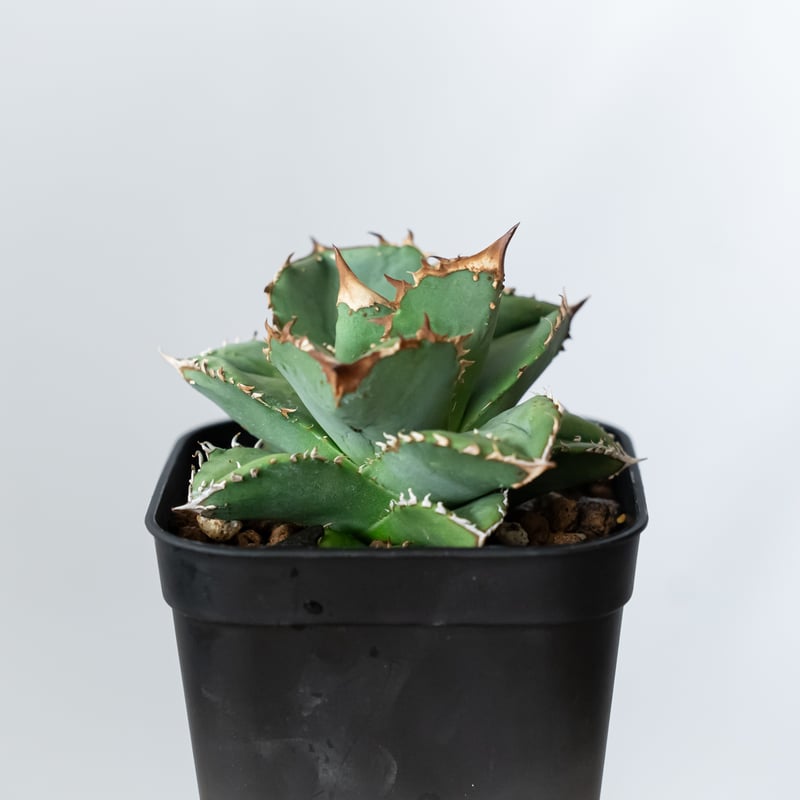 アガベ チタノタ 鰐亀 ワニガメ【発根管理中】TC株 Agave titanota