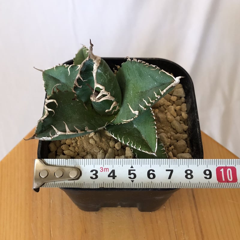 アガベ チタノタ 悪魔くん アガベ チタノタ 悪魔くん【発根管理中】TC株 Agave titanota