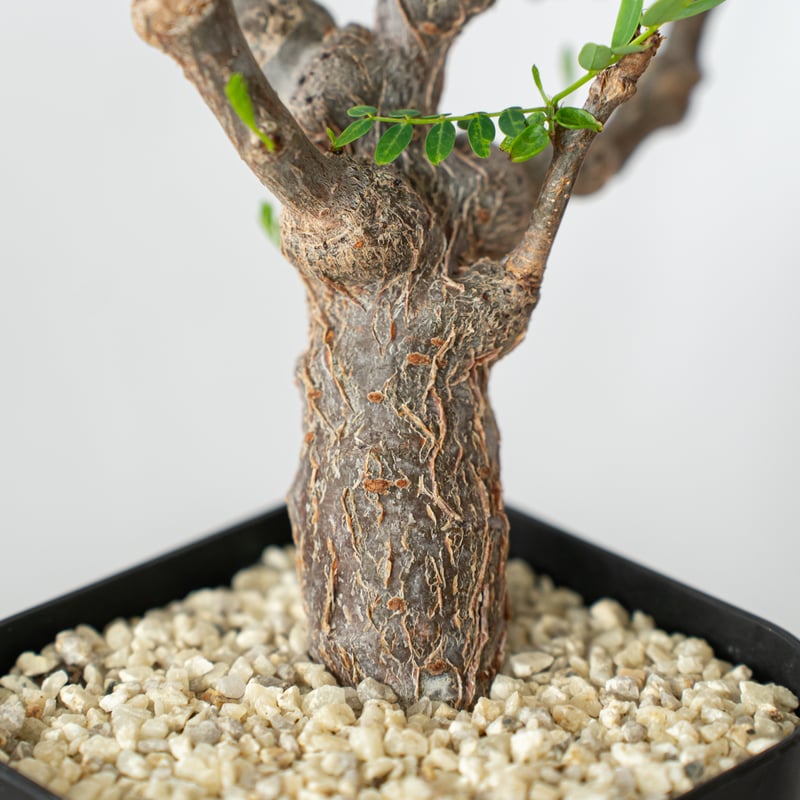 センナ メリディオナリス 輸入株 Senna Meridionalis コーデックス