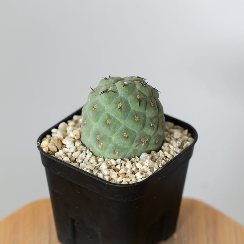 テフロカクタス ゲオメトリクス 実生 Tephrocactus geometricus サボテ