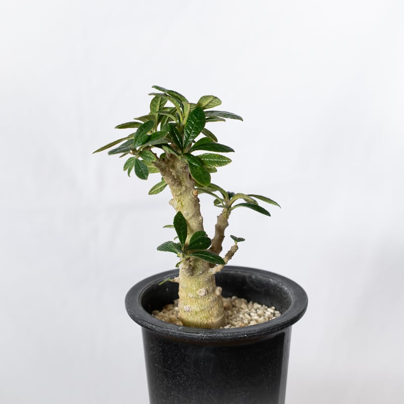 ドルステニアギガス dorstenia gigas 塊根植物 ドルステニア ギガス Dorstenia gigas 実生 塊根植物 多肉植物 珍奇