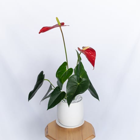 anthurium | STORES