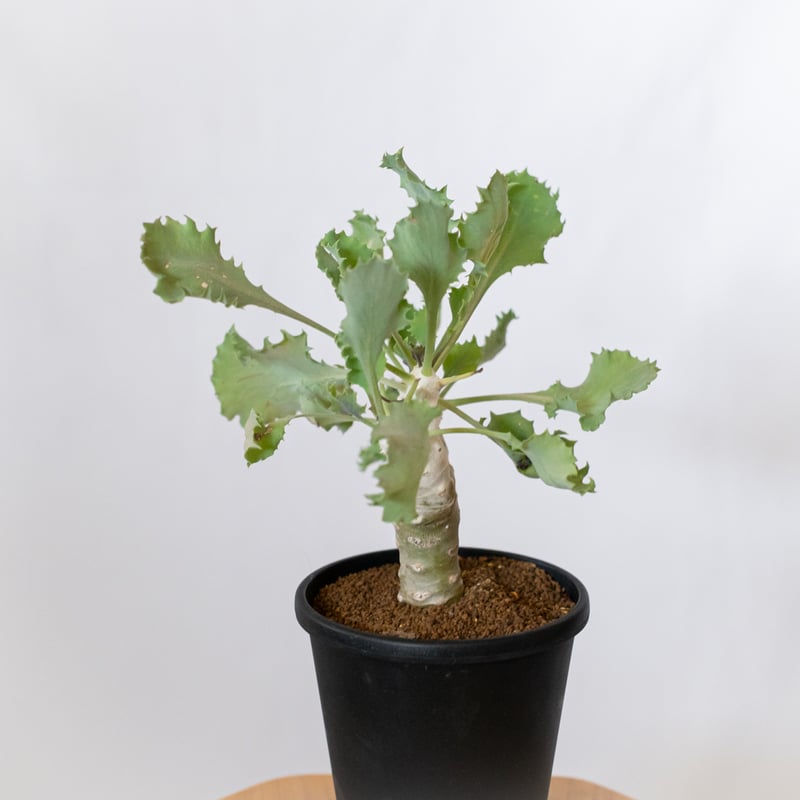 オトンナ クレムノフィラ 実生 Othonna cremnophila 塊根植物