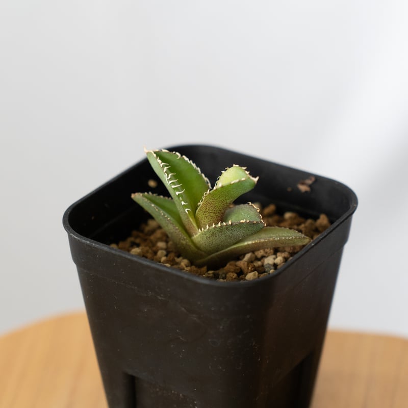 アガベ チタノタ 白豪刺【発根管理中】 Agave titanota TC株 多肉植物