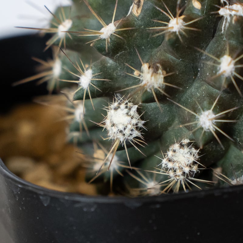 コピアポア・レオネンシス Copiapoa Leonensis 接ぎ降ろし サボテン