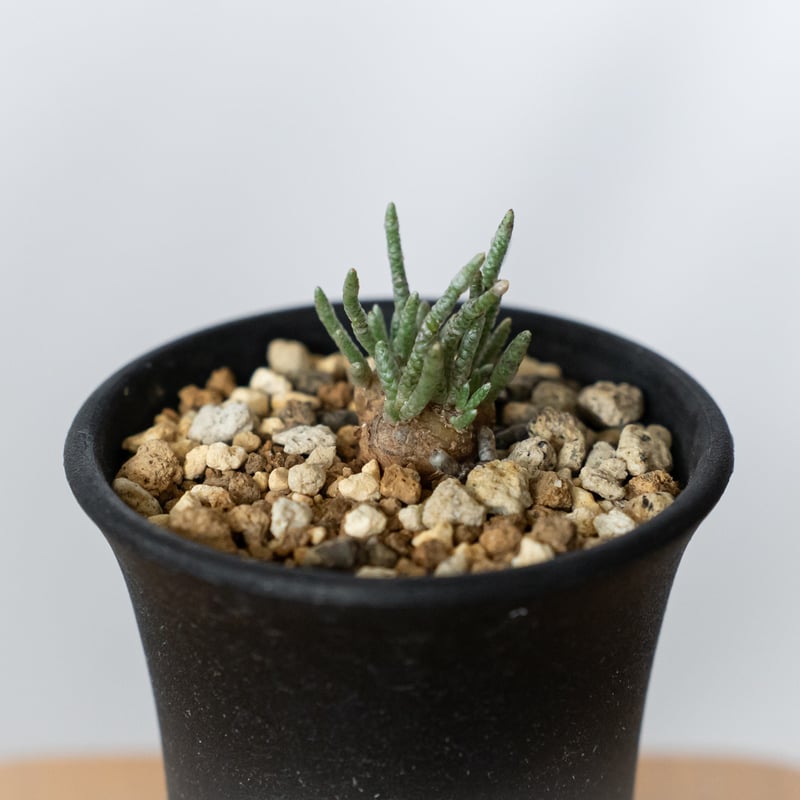 アボニア クイナリア 実生 Avonia quinaria 塊根植物 コーデックス