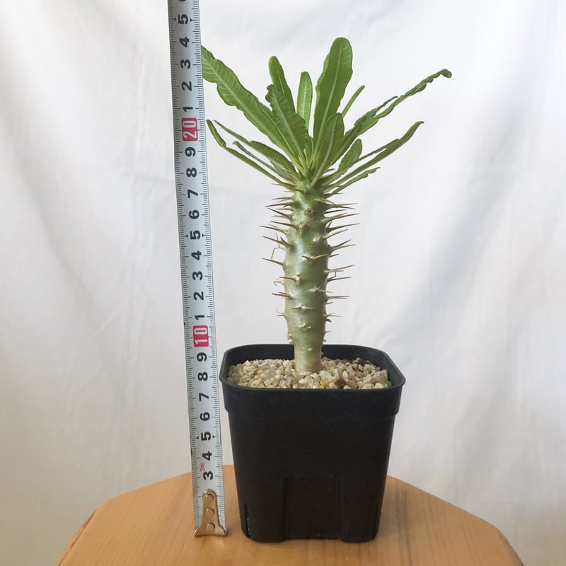塊根植物　パキポディウム  アンボンゲンセ パキポディウム アンボンゲンセ 実生 Pachypodium ambongense 塊根植物