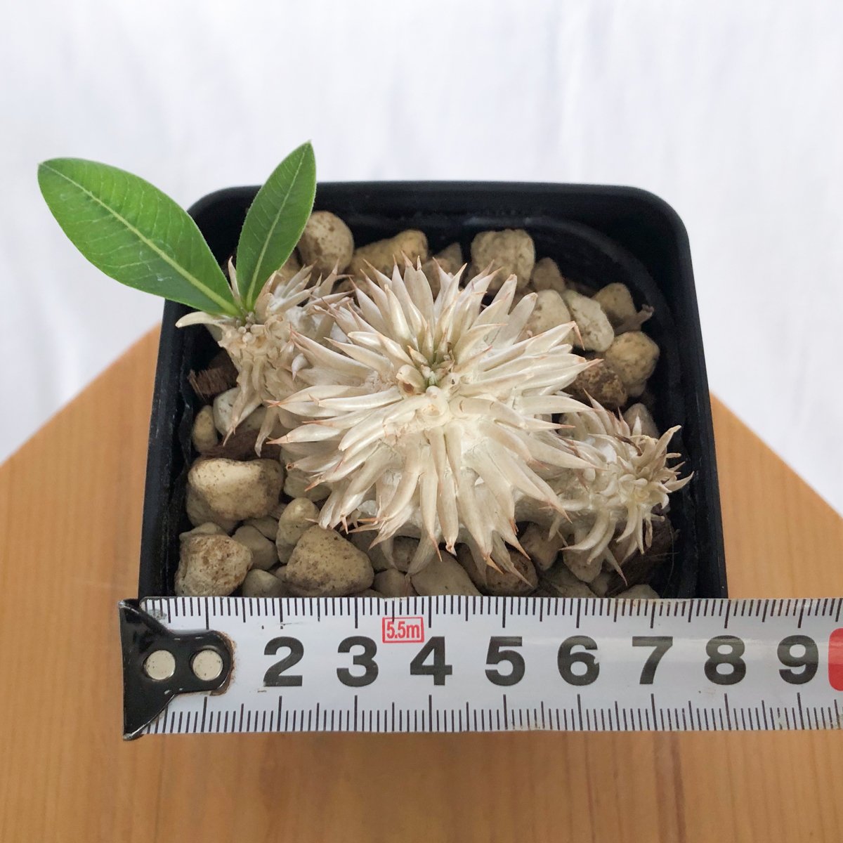 パキポディウム エブレネウム 実生 Pachypodium eburneum 塊根植物