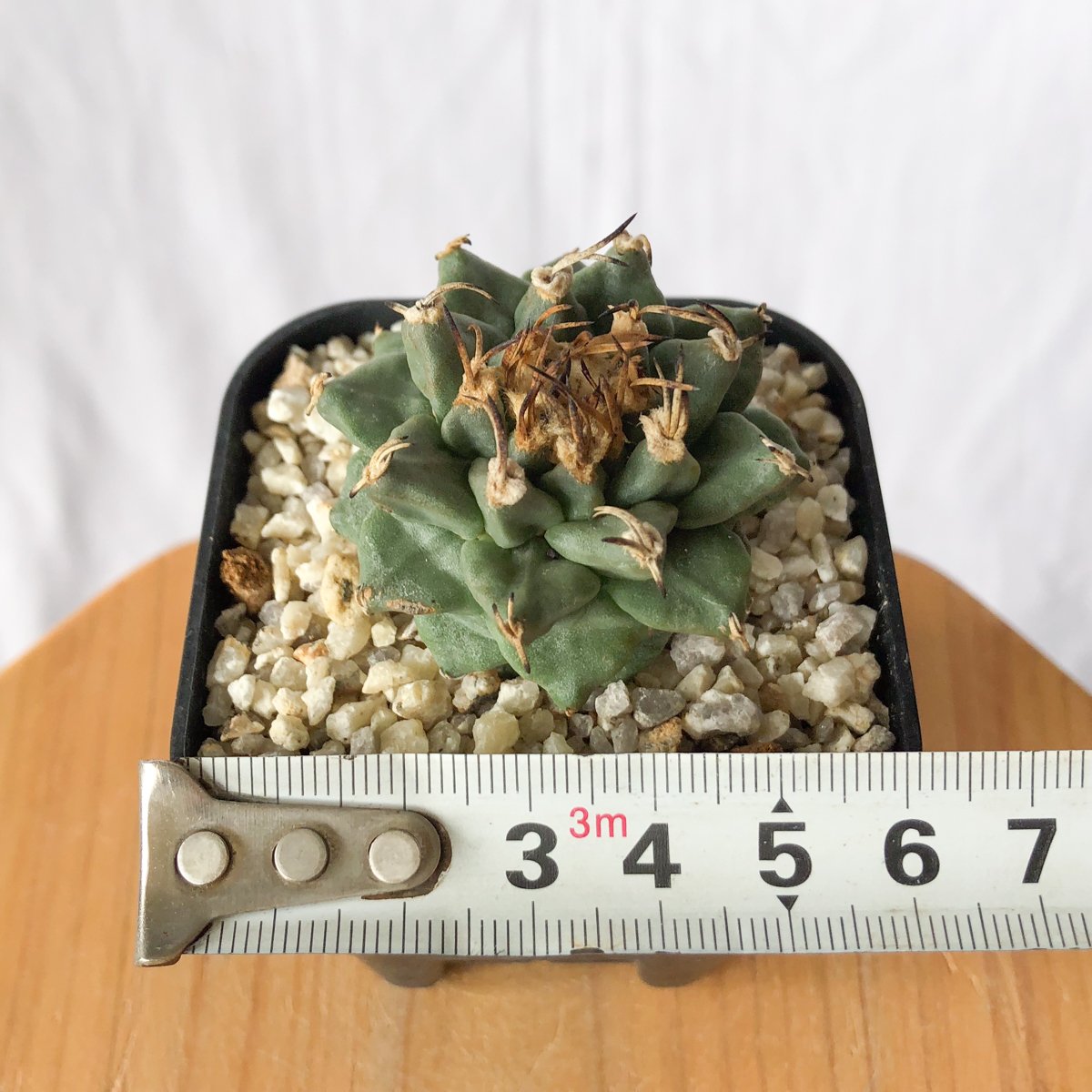 ツルビニカルプス アロンソイ 実生 Turbinicarpus alonsoi サボテン
