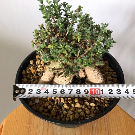 トリコディアデマ ブルボスム 姫紅小松 実生 Trichodiadema bulbosum 盆栽 塊根植物 コーデックス 多肉植物 珍奇植物 静岡 ANTIDOTE 通販 S1502