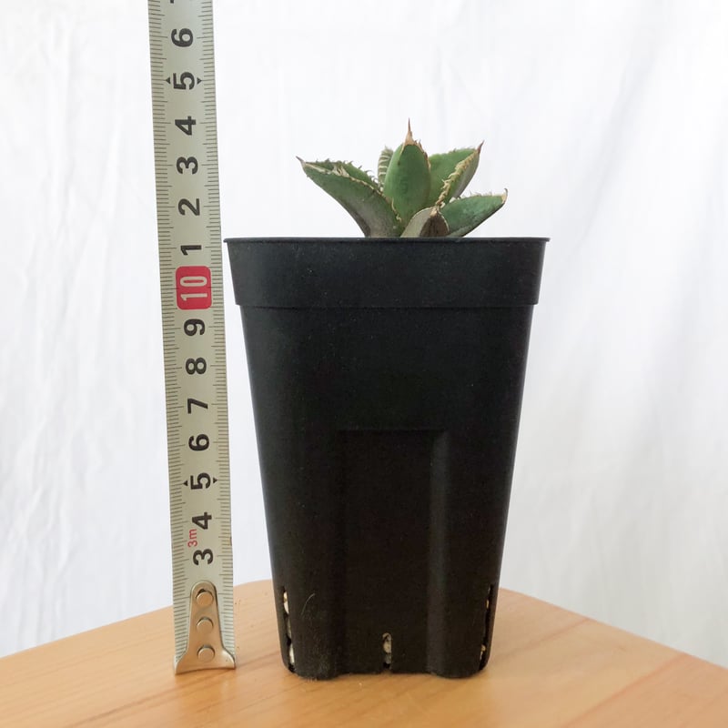アガベ チタノタ 鬣蜥 イグアナ TC株 Agave titanota 多肉植物 珍奇